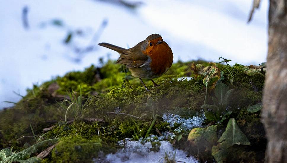 Parts Of Ireland Wake Up To Dusting Of Snow After Met Éireann Weather Warning