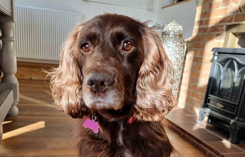 Owners ‘So Thankful’ To Be Reunited With Stolen Cocker Spaniel After Eight Years