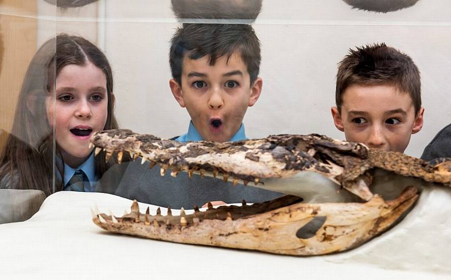 Crocodile Found Under School Floorboards Goes On Display