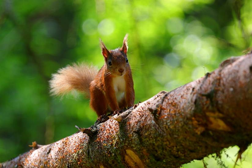 Squirrel Appreciation Day: The Best Places To Find Red Squirrels In Ireland And The Uk