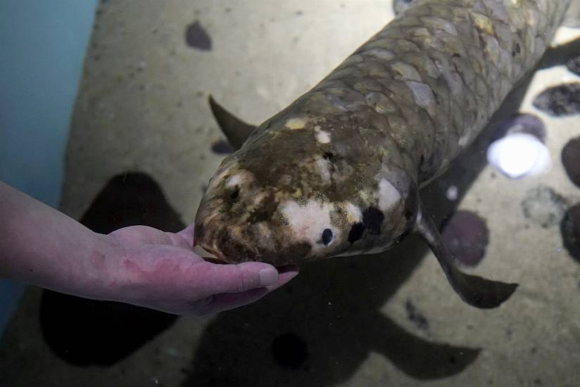 Veteran Fish Still Thriving At 90 Years Old In San Francisco Aquarium