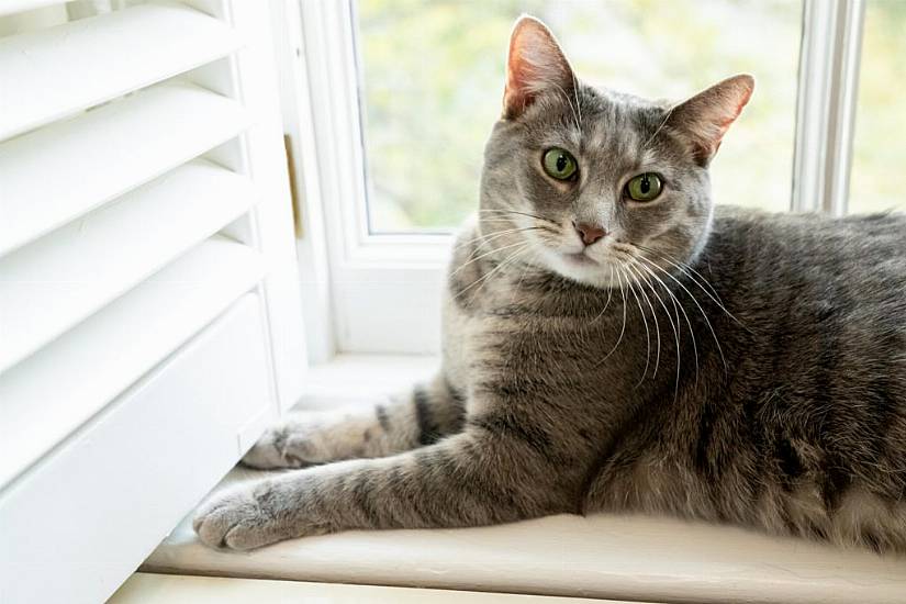 Bidens Welcome Willow The Cat To The White House