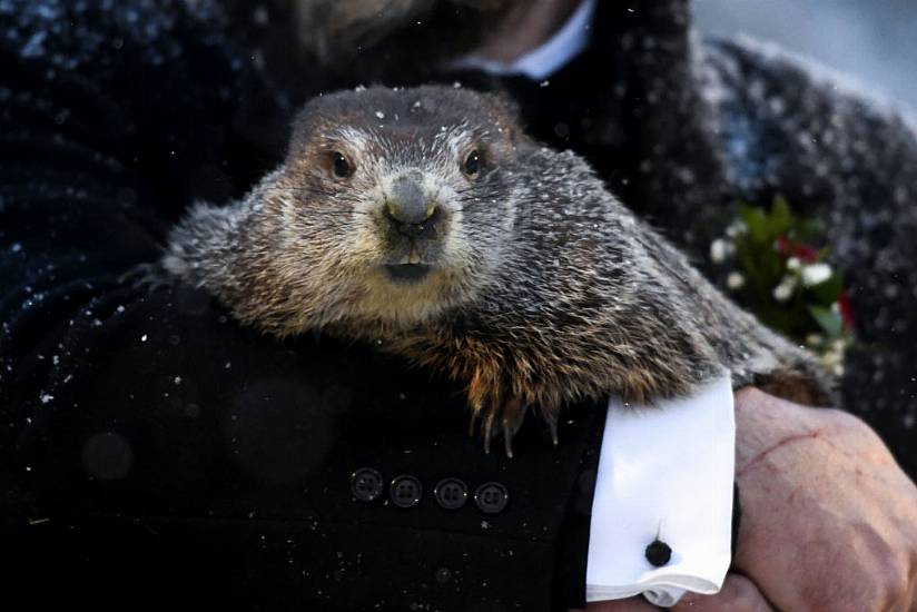 Punxsutawney Phil Predicts Six More Weeks Of Winter