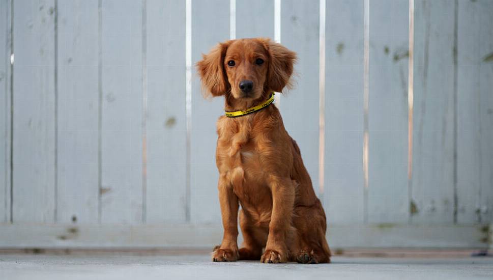 Dogs Trust Appeals For Foster Homes Amid Surge In Post-Christmas Surrender Requests