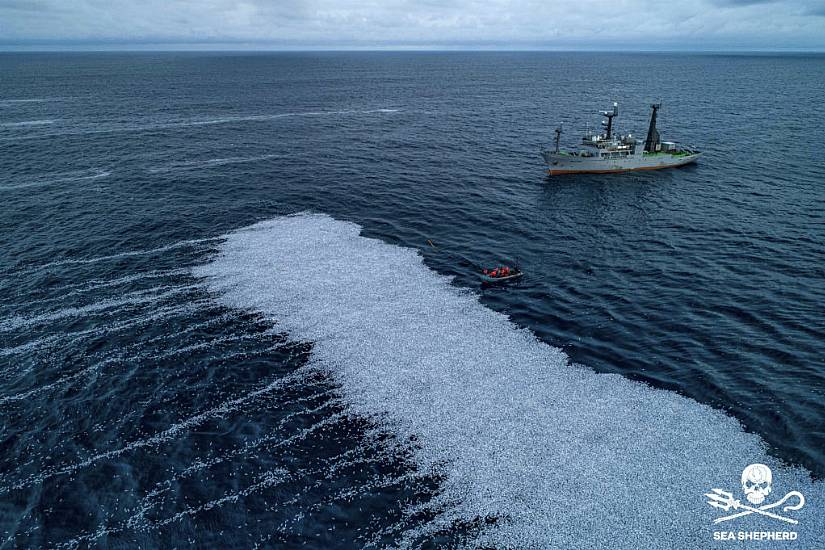 Mass Swarm Of Dead Fish In Atlantic Prompts French Inquiry