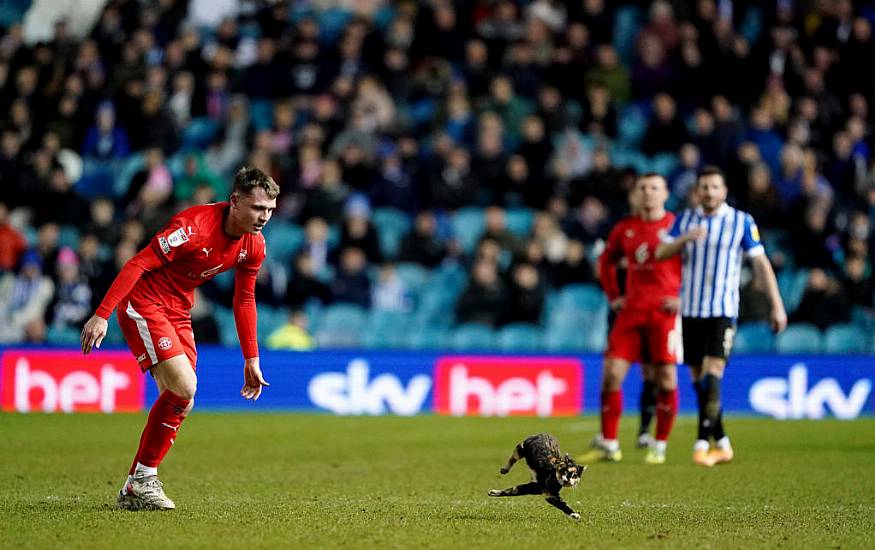 Cat ‘Safe And Sound’ After Pitch Invasion During League One Football Match