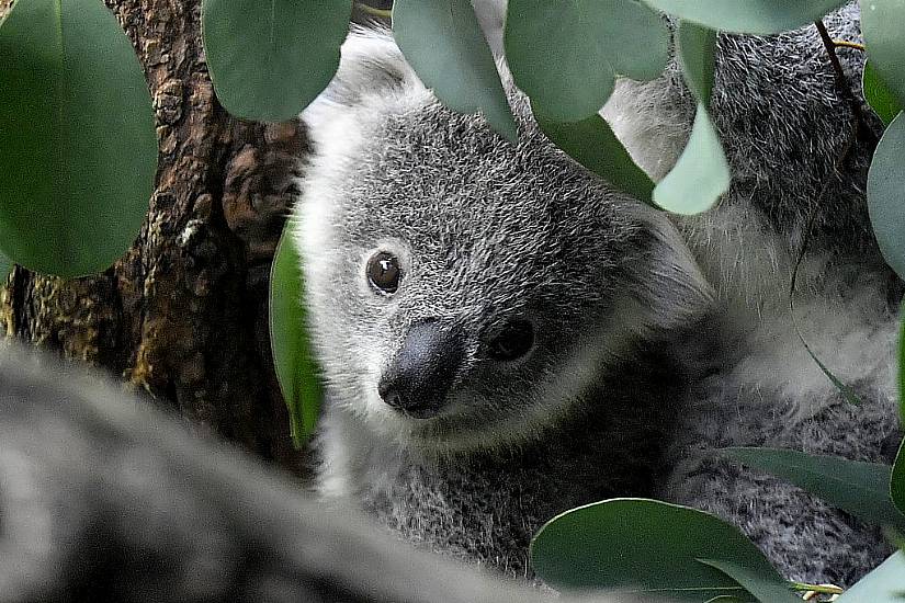 Koalas Declared Endangered In Eastern Australia Amid Disease And Habitat Loss