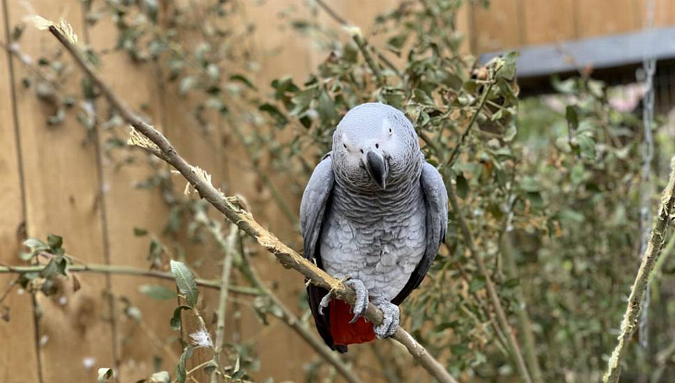 Firefighters Rescue Pet Owner Stuck In Tree During Bid To Catch Parrot