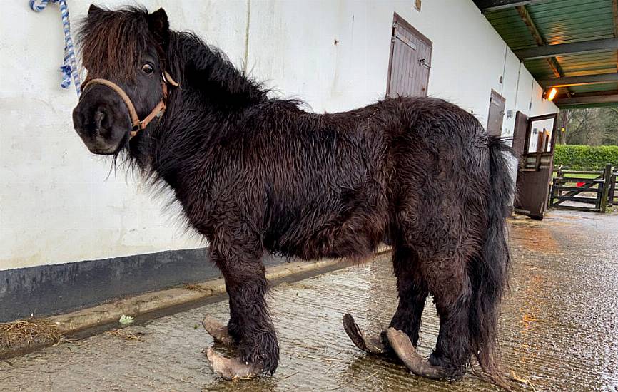 Pony With Severely Overgrown Hooves Rescued By Ispca