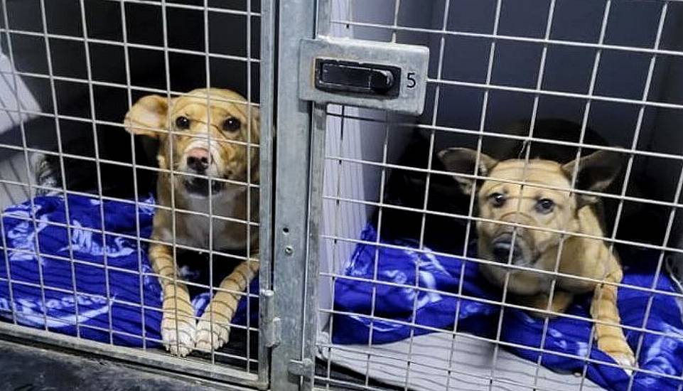 Irish Men Rescue 16 Dogs While Delivering Supplies In War-Torn Ukraine