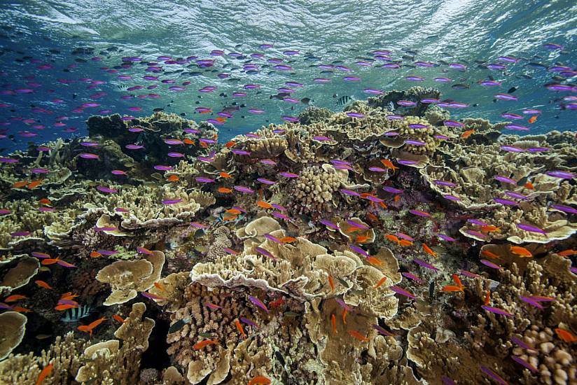 Great Barrier Reef Hit By Widespread Coral Bleaching