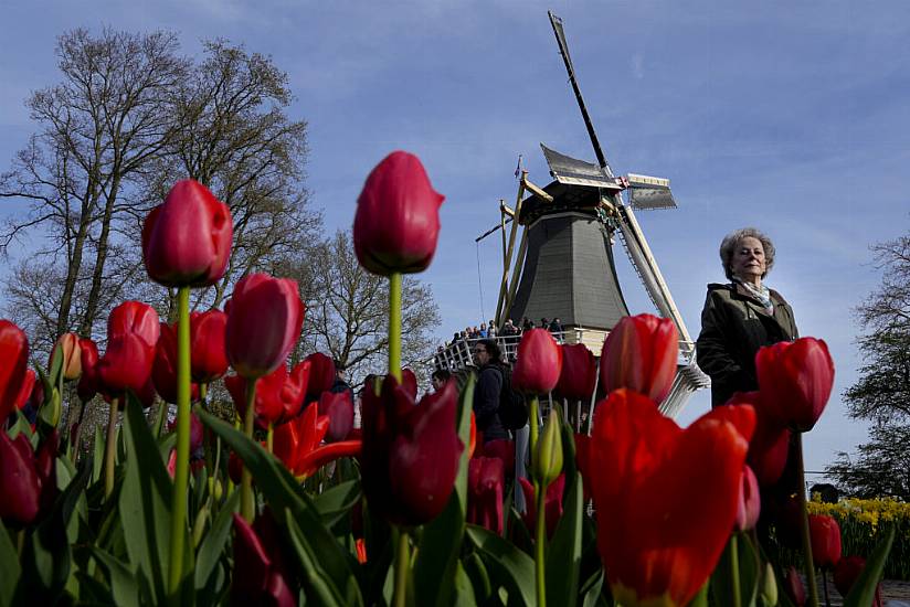 Tulips Take Centre Stage As Netherlands Flower Show Sends Climate Change Message