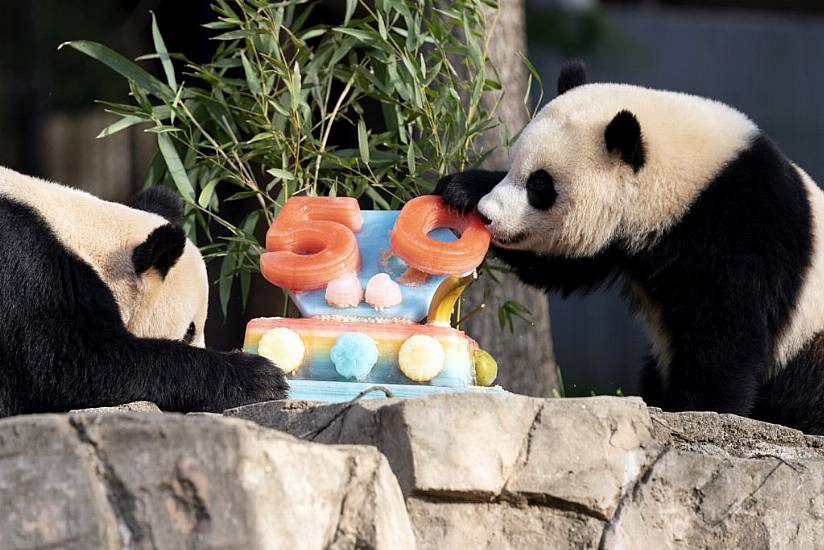 Pandas Devour Ice Cake To Celebrate 50 Years At Us National Zoo