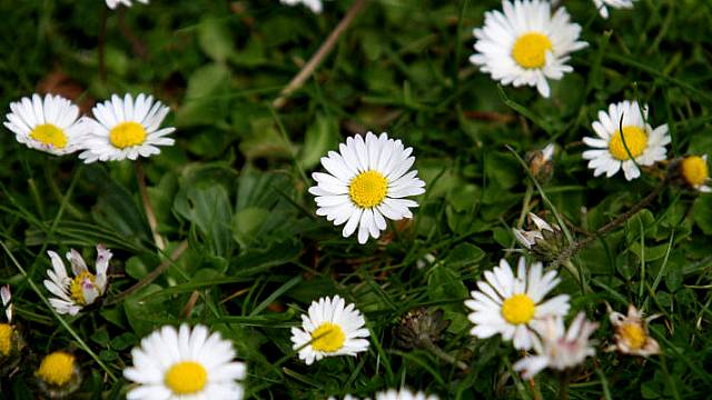 New Dawn For Lawns As People Mow Less And Boost Wildlife, Charity Says