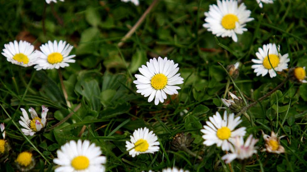 New Dawn For Lawns As People Mow Less And Boost Wildlife, Charity Says