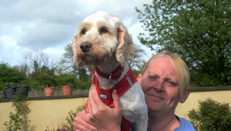 'Covid' Dogs Worth Almost €30,000 Surrendered To Rescue In Co Meath