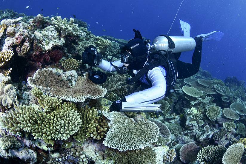 Most Great Barrier Reef Coral Studied This Year Was Bleached