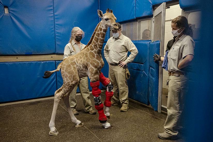 Baby Giraffe Bounces Back After Being Fitted With Orthotic Brace