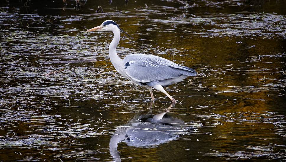 National Biodiversity Week Launches With €20M Project To Restore Blanket Bog Habitat