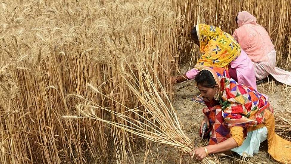 Wheat Prices Jump As India Export Ban Adds To Supply Squeeze