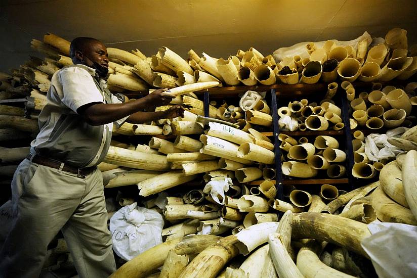 Zimbabwe Seeks Backing To Sell Stockpile Of Seized Elephant Ivory