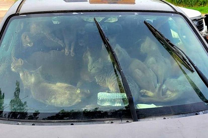 Charity Rescues 47 Cats Living With Their Owner In Car