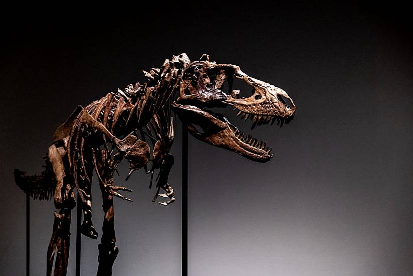 76 Million-Year-Old Dinosaur Skeleton To Be Auctioned In New York