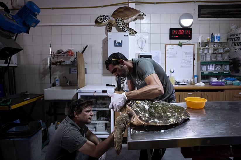 Rescued Sea Turtles In Israel Released Back Into The Wild