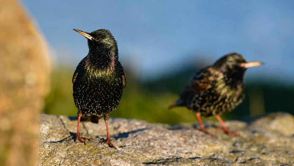 Wicklow Farmer Convicted After 'Astonishing Amount Of Poison’ Found In Dead Birds