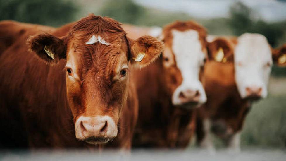 Ifa Calls For Political Pressure To Resolve China Beef Export Suspension