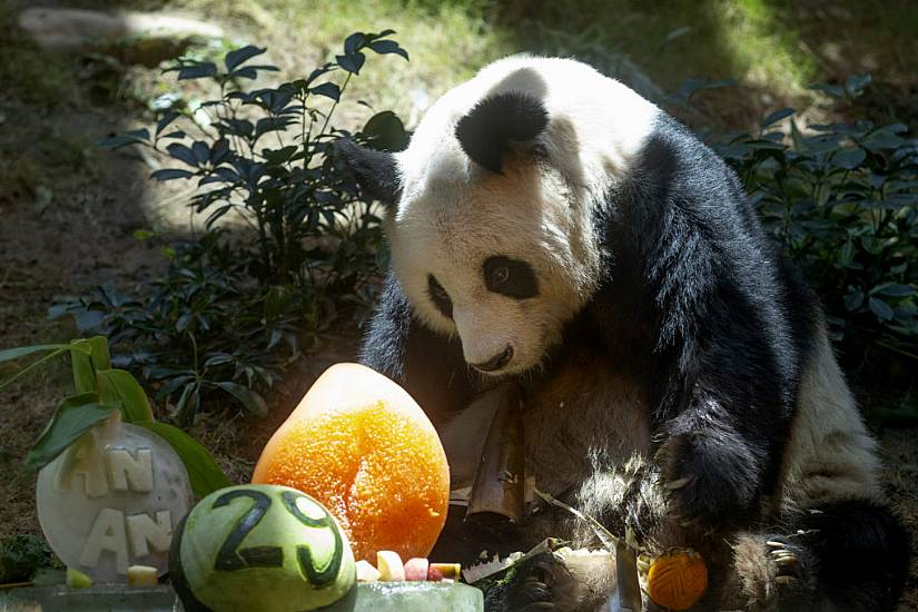 World’s Oldest Male Giant Panda Dies At Age 35 In Hong Kong