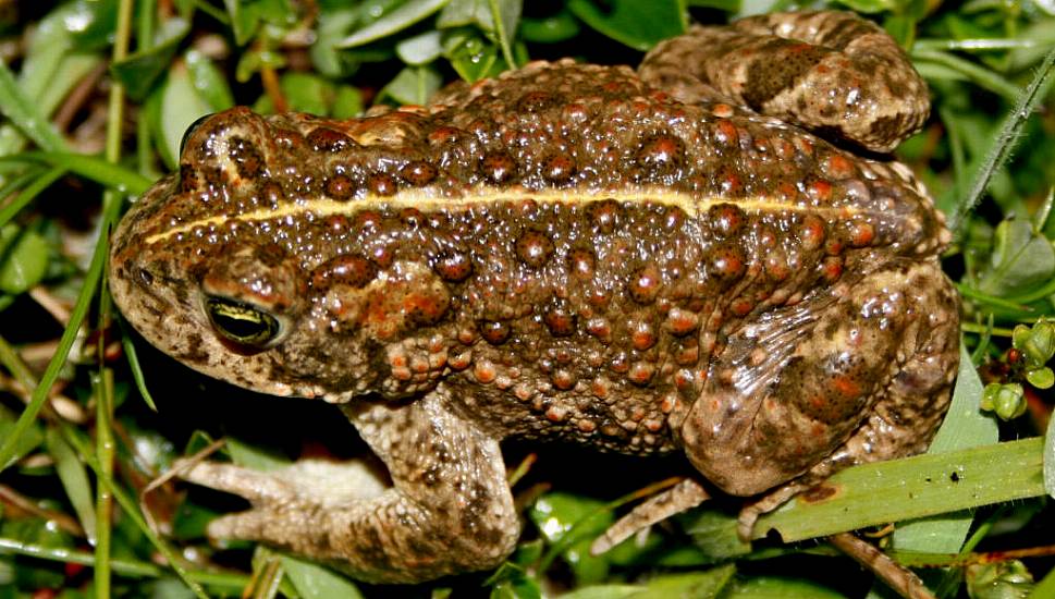 Rescue Operation Takes Place In Kerry To Save Ireland's Only Native Toad