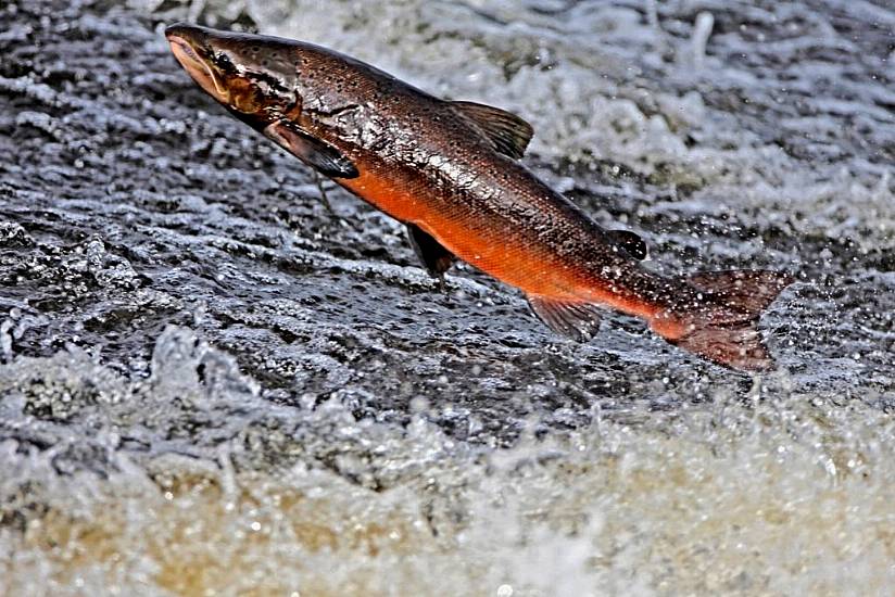 Us Could Demand Action On Dams To Save Last Atlantic Salmon