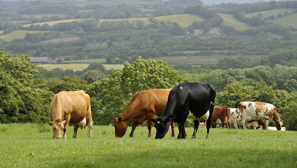 Ifa Chief Says Assembly Missed An Opportunity To Work With Farmers