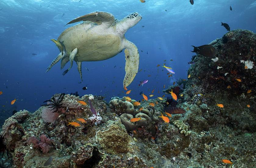 Australia To Protect Great Barrier Reef By Banning Coal Mine