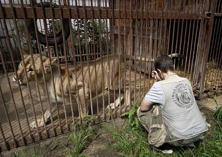 Woman Gives Shelter To Wild Animals And Pets In War-Torn Ukraine