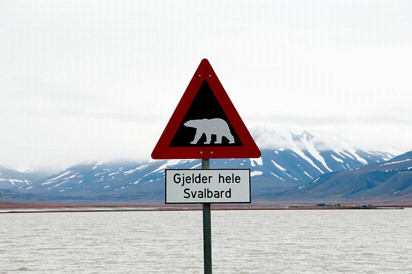 Tourist Injured In Polar Bear Attack On Norwegian Island