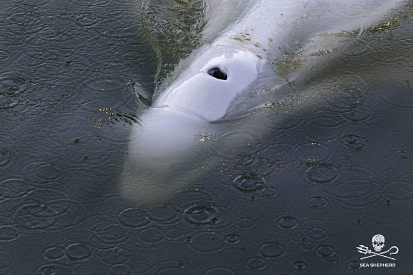 Rescuers To Move Whale Stranded In French River To Saltwater