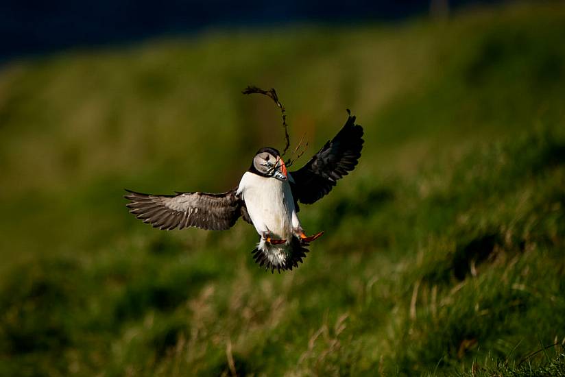 Remote Icelandic Community Fights To Save Pufflings With Puffin Patrols