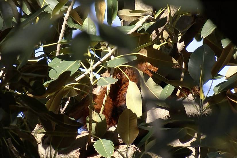 Red Panda Found In Fig Tree After Escaping Australian Zoo