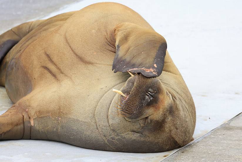 Campaign Under Way In Norway To Erect Statue Of Euthanised Walrus