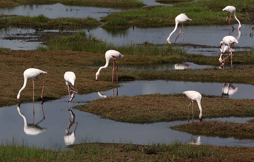 Changing Weather Patterns Caused By Climate Change Threatening Migratory Birds