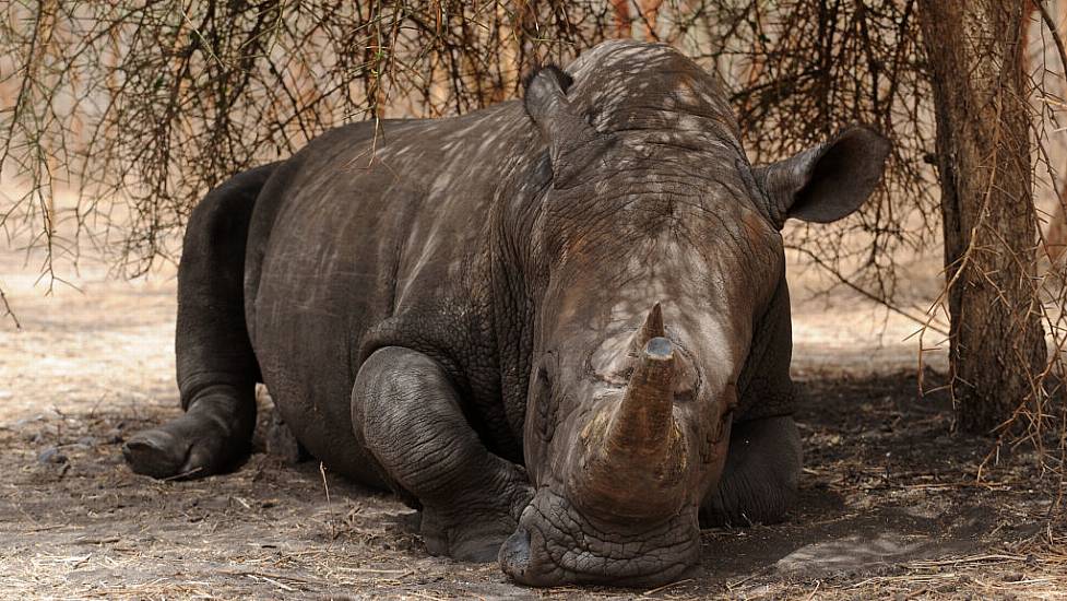 Poaching Of Rhinos ‘Shows Encouraging Decline But Remains An Acute Threat’