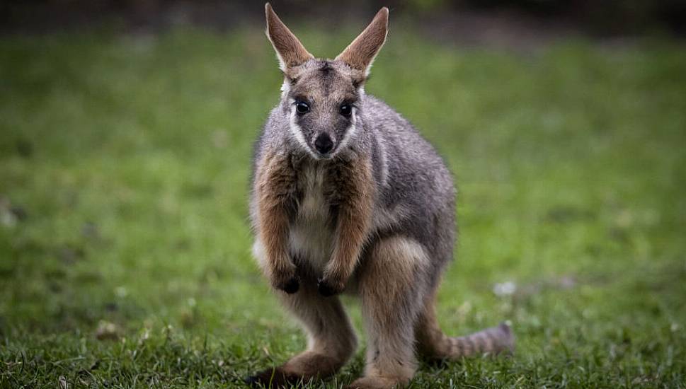 Missing Wallaby Found After Three Days On The Run In Tyrone