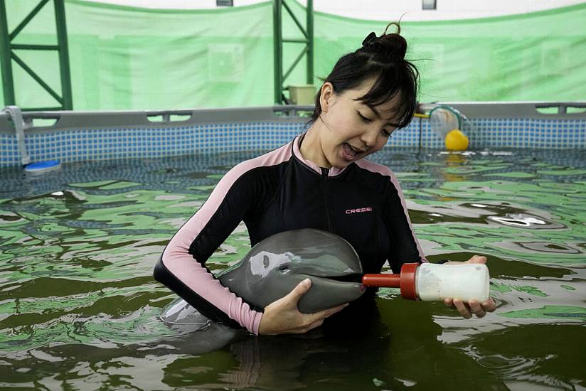 Sick Dolphin Calf Improves With Tube-Fed Milk And Helping Hands