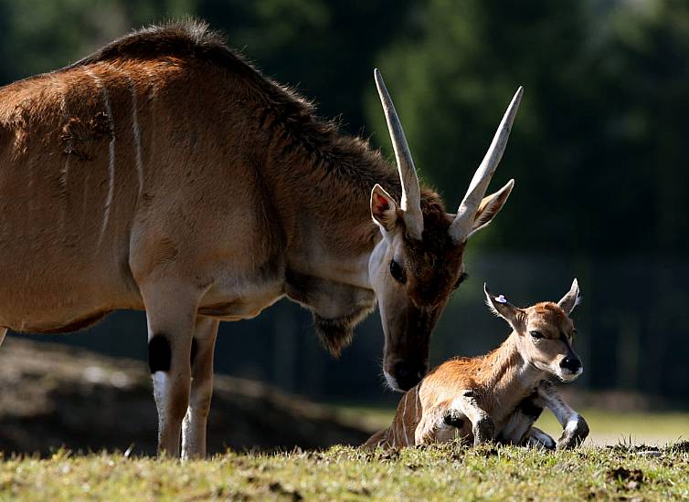 Man Gored To Death By Antelope In Swedish Animal Park