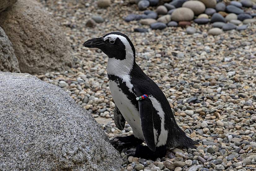 San Diego Zoo Penguin Fitted With Orthopaedic Footwear