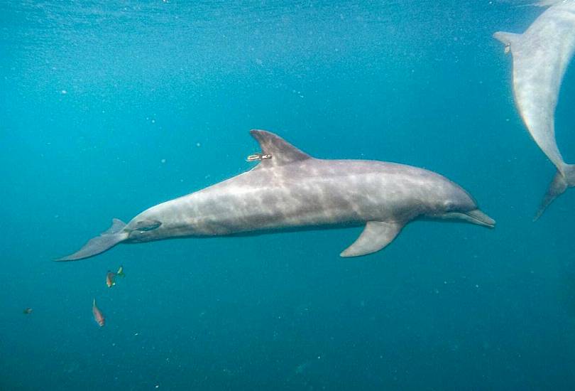 Rescued Dolphins Swim Free From Rehabilitation Centre In Indonesia