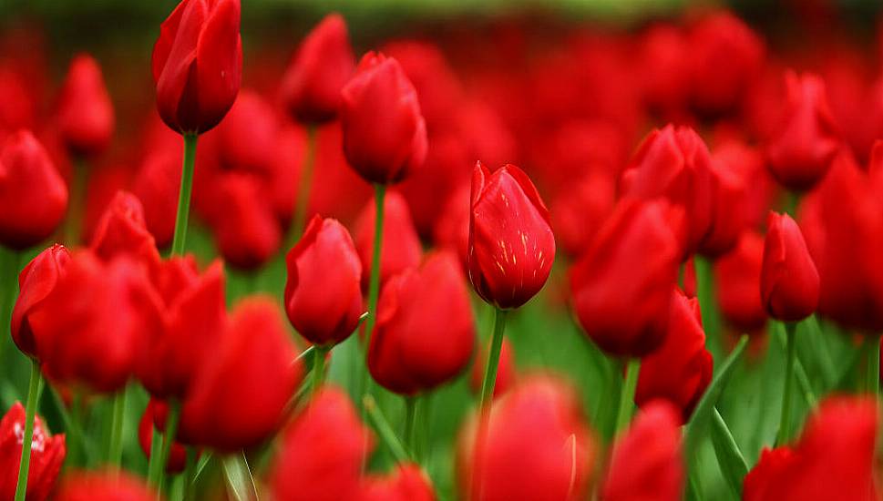 No Tulips From Amsterdam? Gas Crisis Hits Dutch Greenhouses