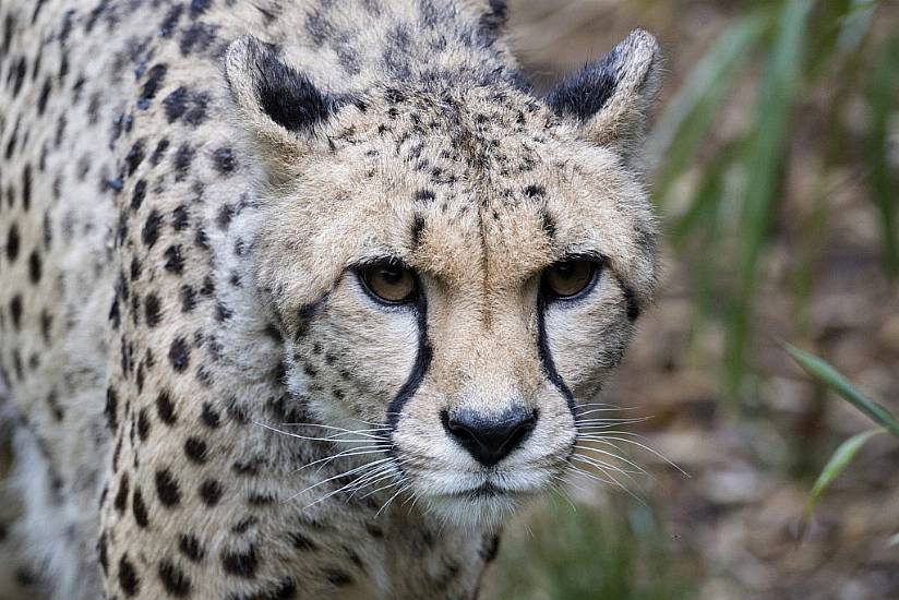 Cheetahs To Be Flown To India In Attempt At Reintroduction After 70 Years